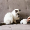 Animalerie